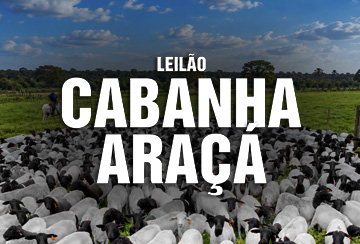 LEILÃO CABANHA ARAÇA